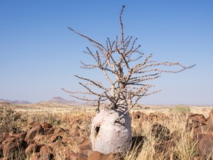 08_Flaschenbaum