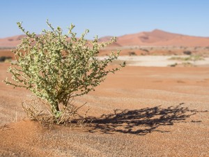 09_Sossuvlei,-Minibaum
