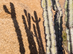 11_Kakteen-und-Schatten