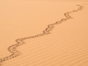 15_Spuren-im-Sand