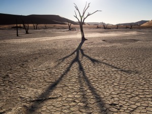 17_Dead-Vlei,-toter-Boden