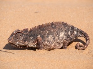 29_Wuestenchamaeleon